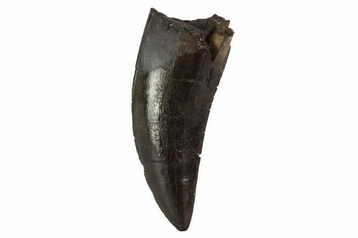 Tyrannosaur (Nanotyrannus) Tooth - Montana #97463